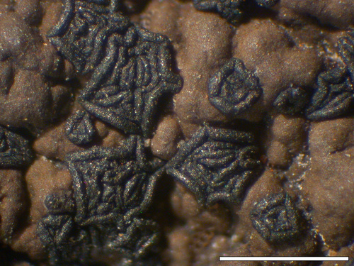 Umbilicaria hyperborea - Apothecia