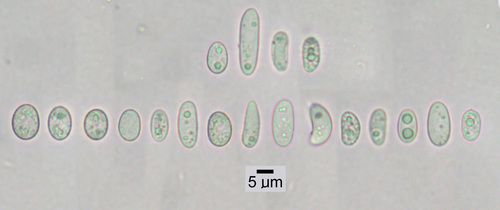 Umbilicaria polaris - Spores