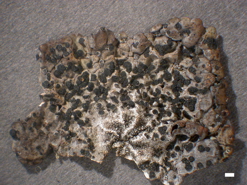 Umbilicaria polaris - Upper surface
