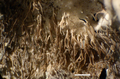 Umbilicaria virginis - Rhizines