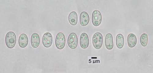 Umbilicaria virginis - Spores