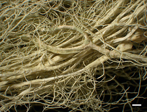 Usnea cavernosa - Branches