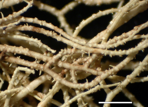 Usnea diplotypus - Branches