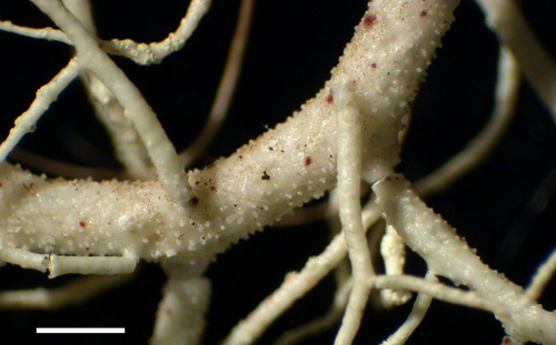 Usnea flavocardia - Branches