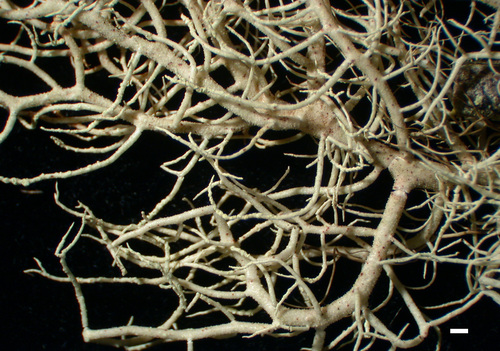 Usnea flavocardia - Habit