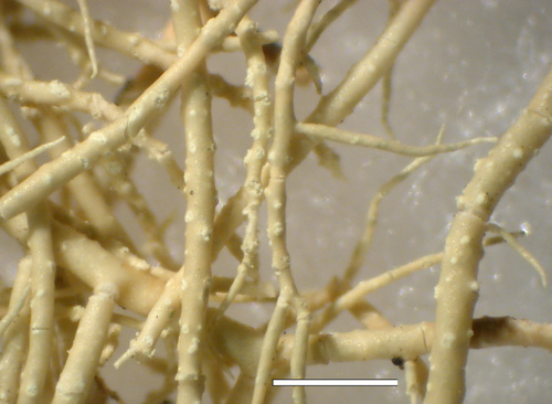 Usnea fragilescens - Branches