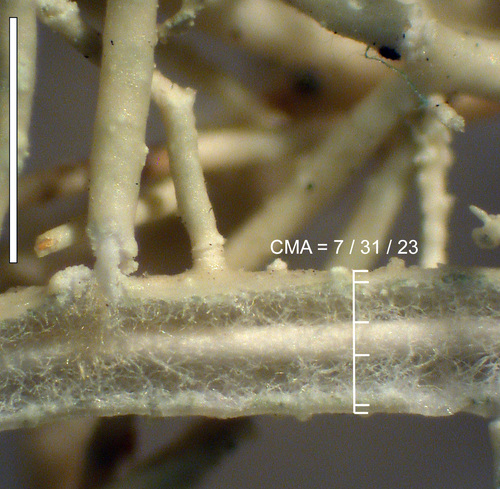 Usnea fragilescens - Branches