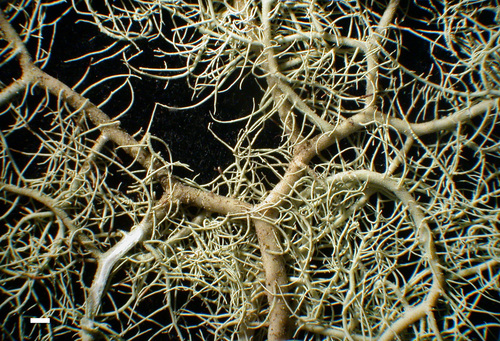 Usnea fulvoreagens - Branches