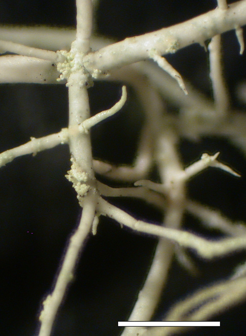 Usnea glabrata - Branches