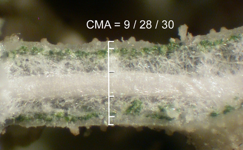 Usnea lapponica - Longitudinal section