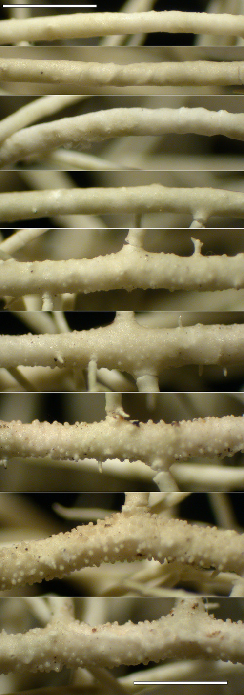 Usnea scabrata - Branches