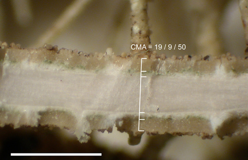 Usnea silesiaca - Longitudinal section