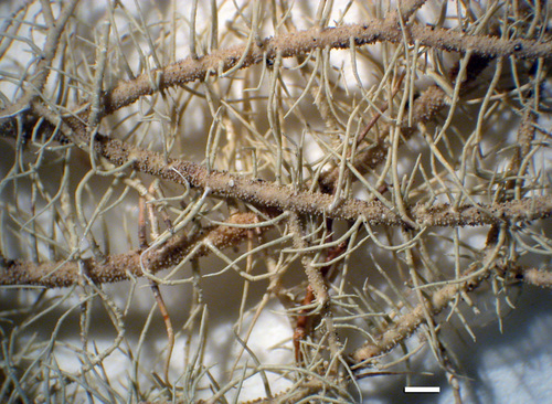 Usnea silesiaca - Branches