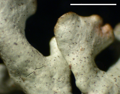 Xanthoparmelia wyomingica - Upper surface