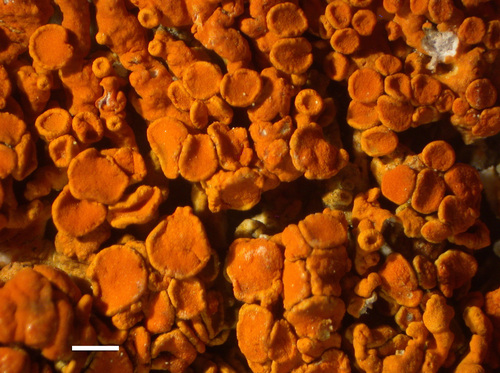 Xanthoria elegans - Apothecia