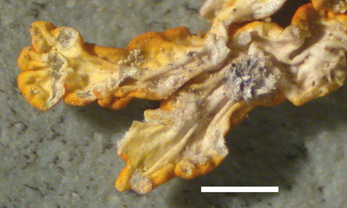 Xanthoria elegans - Lower